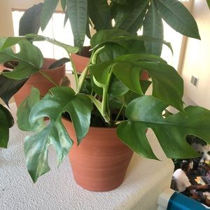 Mini Monstera Rhaphidophora Tetrasperma Cutting
